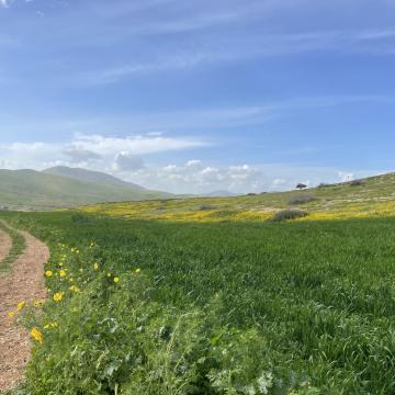 אל-פאריסייה בקעת הירדן - שדה חיטה