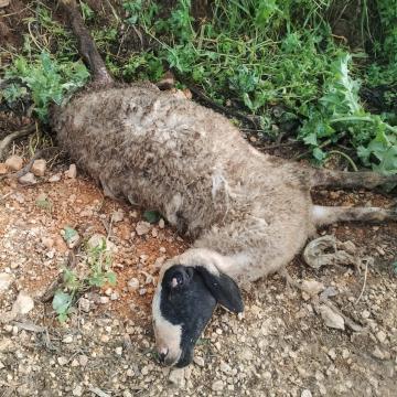 The sheep in the Palestinian herd that was killed by a settler's dog