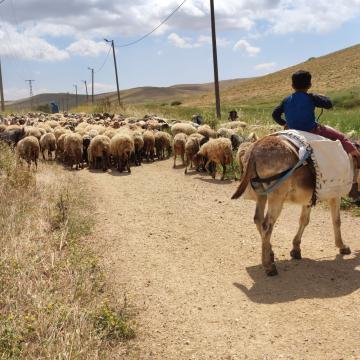 The Jordan Valley: we return from the pasture and Yusuf's young son welcomes us