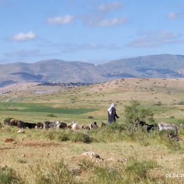 The Jordan Valley, in the pasture with Yusuf's son