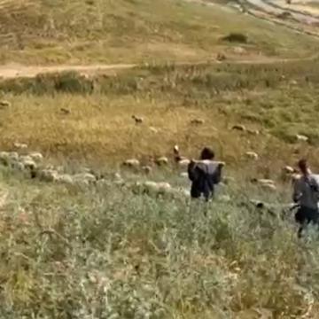 אל פאריסייה: מתנחלים פולשים לשדות של פלסטינים