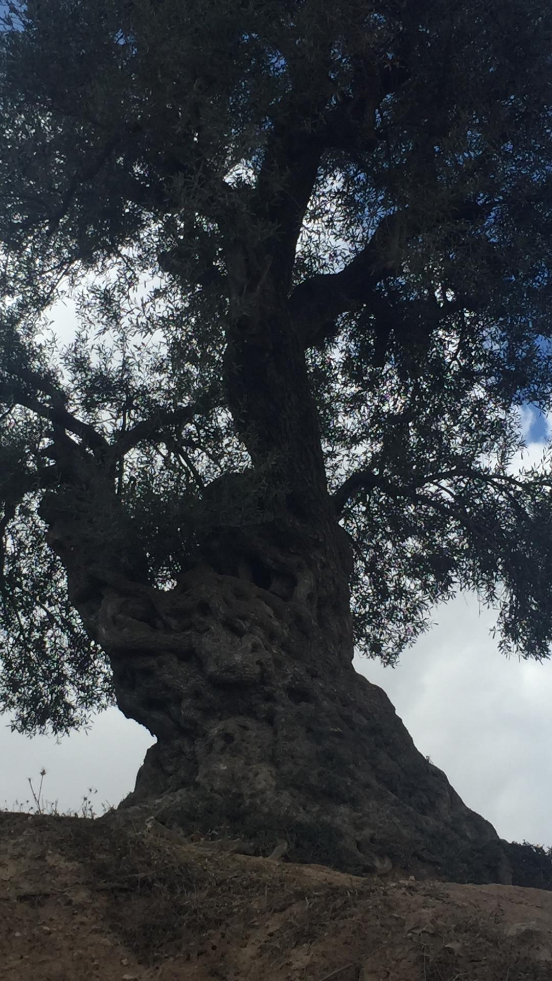 Ancient olive tree in Tel Rumeida, Hebron