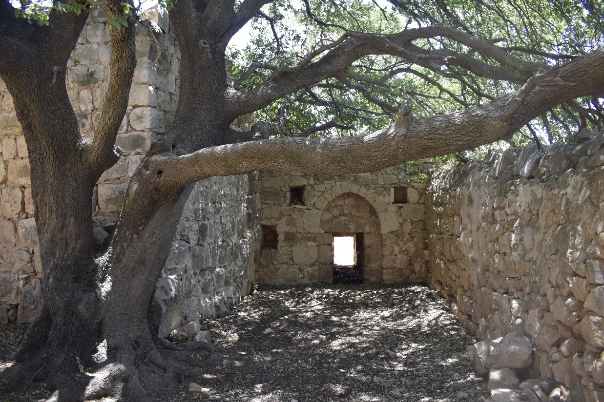 עץ האלון באום א שיח'.jpg